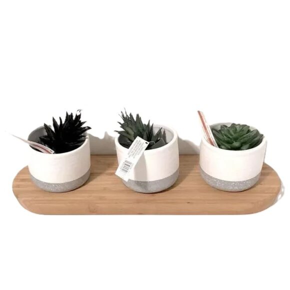 CENTERPIECE Decor Mini Faux Succulents in Ceramic Pots ASHLAND Wooden Tray - Picture 1 of 9